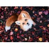 Fox in the Forest Diamond Art Painting