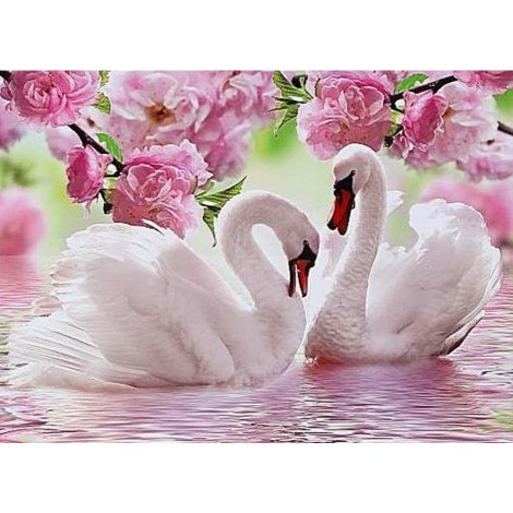 Beautiful Swan Couple & Pink Roses