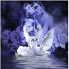 Romantic White Swans in Love