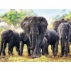 Elephants Diamond Art Kit
