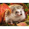 Beautiful Hedgehog Painting Kit