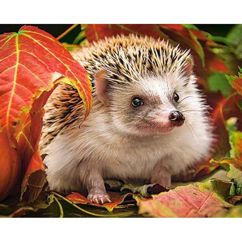 Beautiful Hedgehog P...