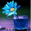 Daisy & Blue Water in Glass