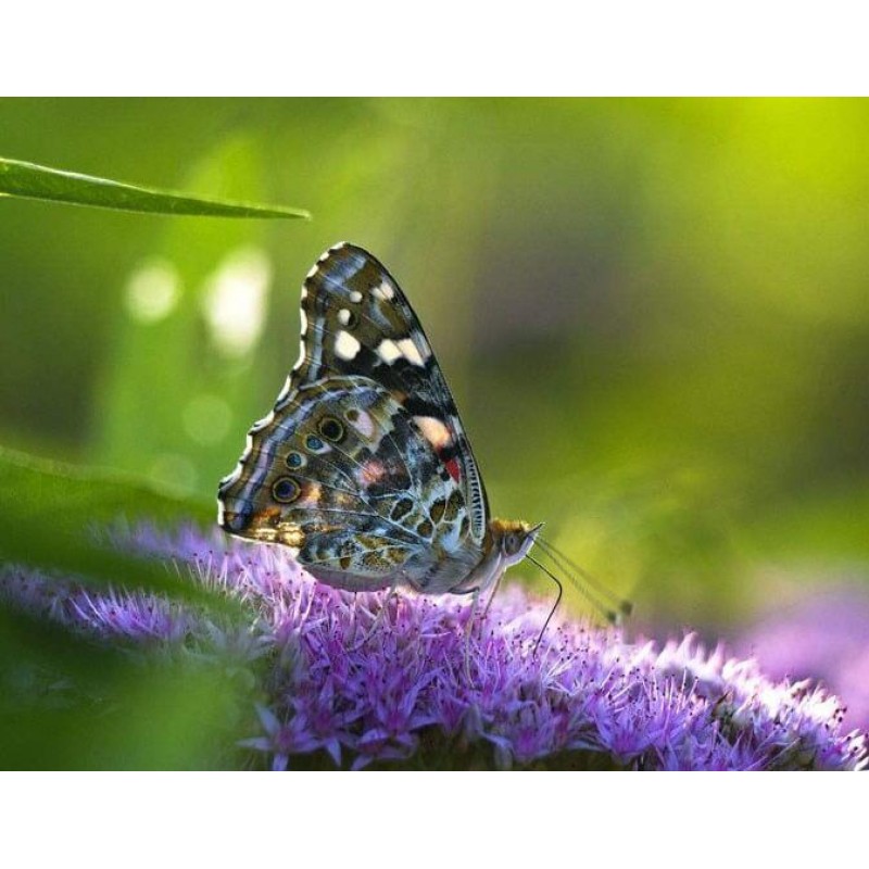 Gorgeous Butterfly C...