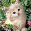 Beautiful Cats Diamond Art Kits