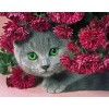 Shy Cat & Flowers