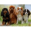 Beautiful Puppies - Paint by Diamonds