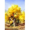 Beautiful Trees Diamond Art Kits
