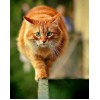 Fat Cat DIY Diamond Painting Kit