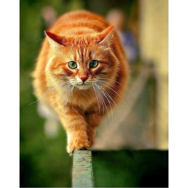 Fat Cat DIY Diamond ...