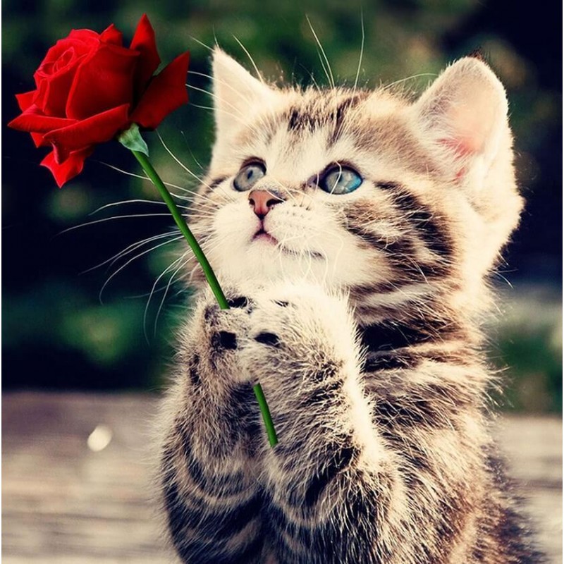 Red Rose & Kitten Di...