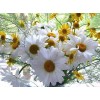 Beautiful Daisy Diamond Art Kit