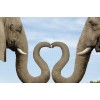 Elephants Trunk Heart Diamond Painting Kit