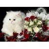 Flowers & Chubby White Cat Painting Kit