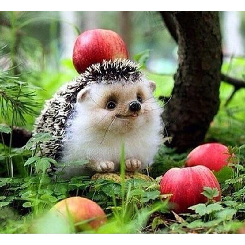Awesome Hedgehog Dia...