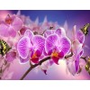 Gorgeous Pink Orchids