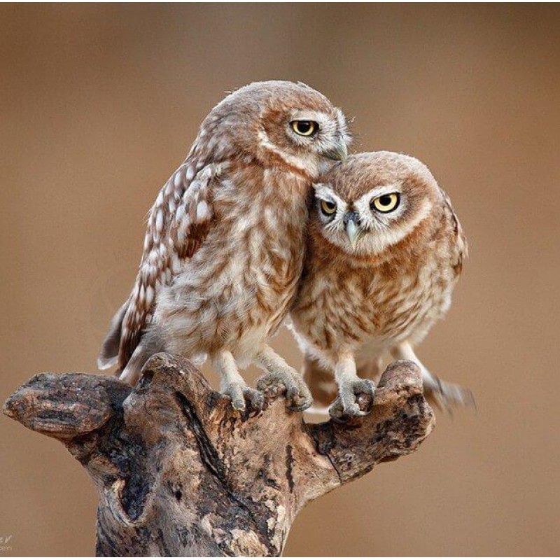 Fantastic Owls Pair ...