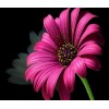 Lovely Pink Daisy