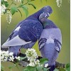 Lovely Pigeons Pair