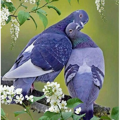 Lovely Pigeons Pair