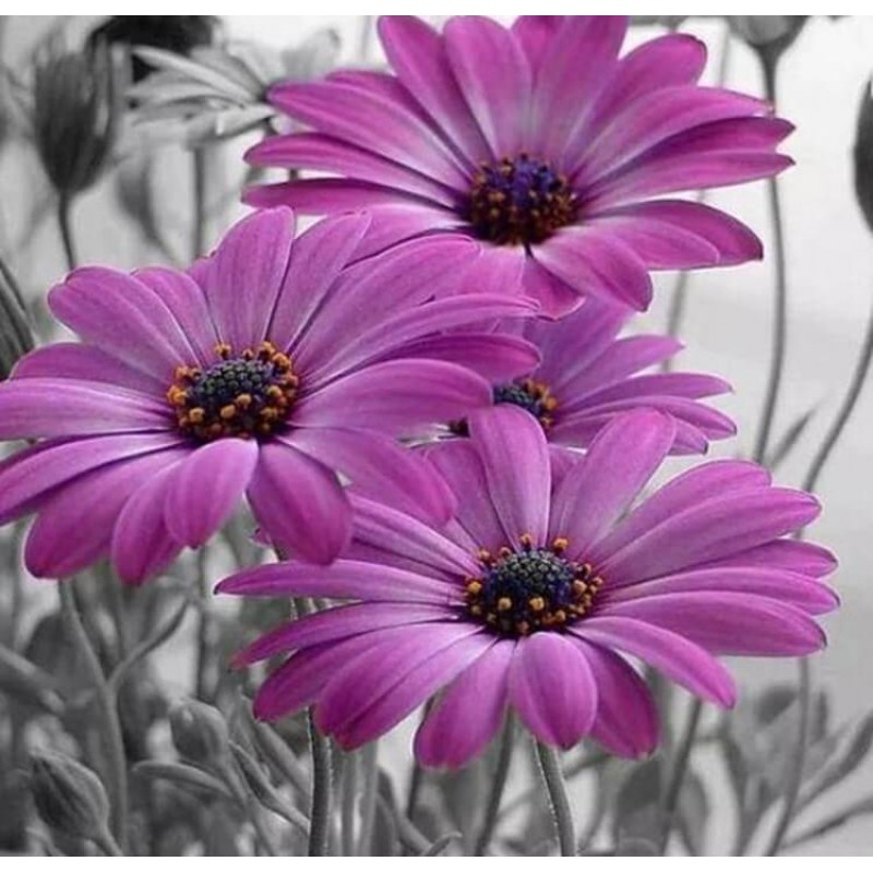 Lavish Purple  Daisi...