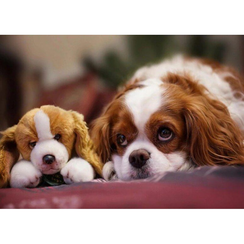 Stuffed Toy & Real P...