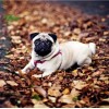 Pug Dog Resting on Dried Autumn Leaves