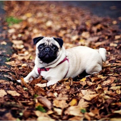 Pug Dog Resting on Dried Autumn Leaves
