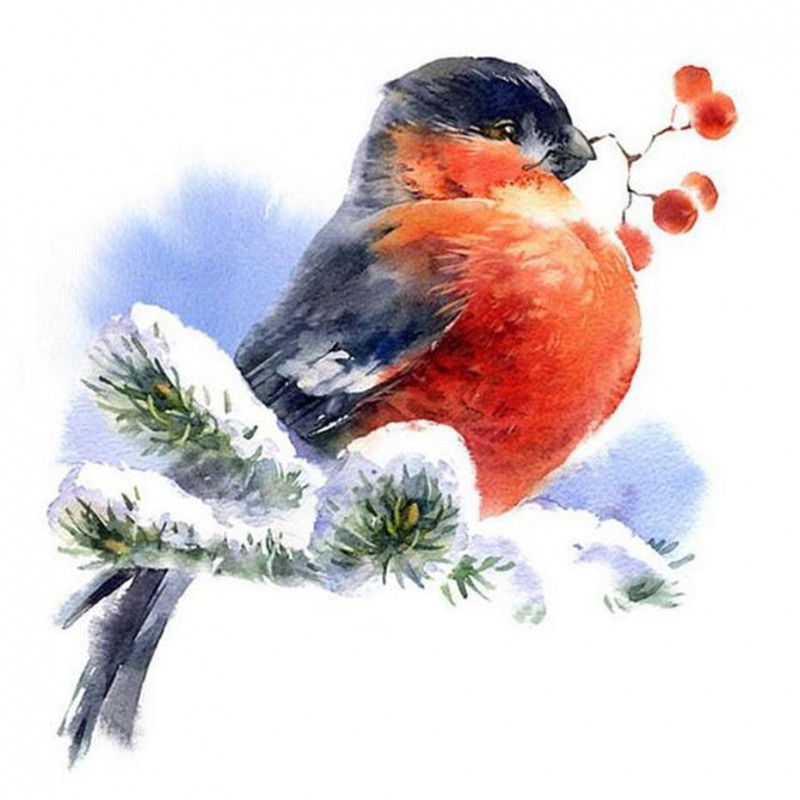 Sweet Bird in Snow D...