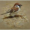 Incredibly Beautiful Sparrow Painting