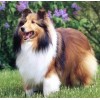 Chubby Dog -  Sheltie Breed