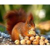 Walnuts & Squirrel Diamond Painting Kit
