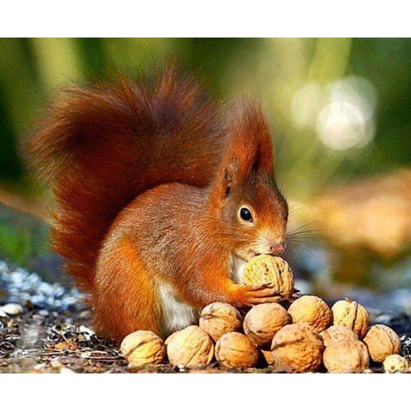 Walnuts & Squirrel D...