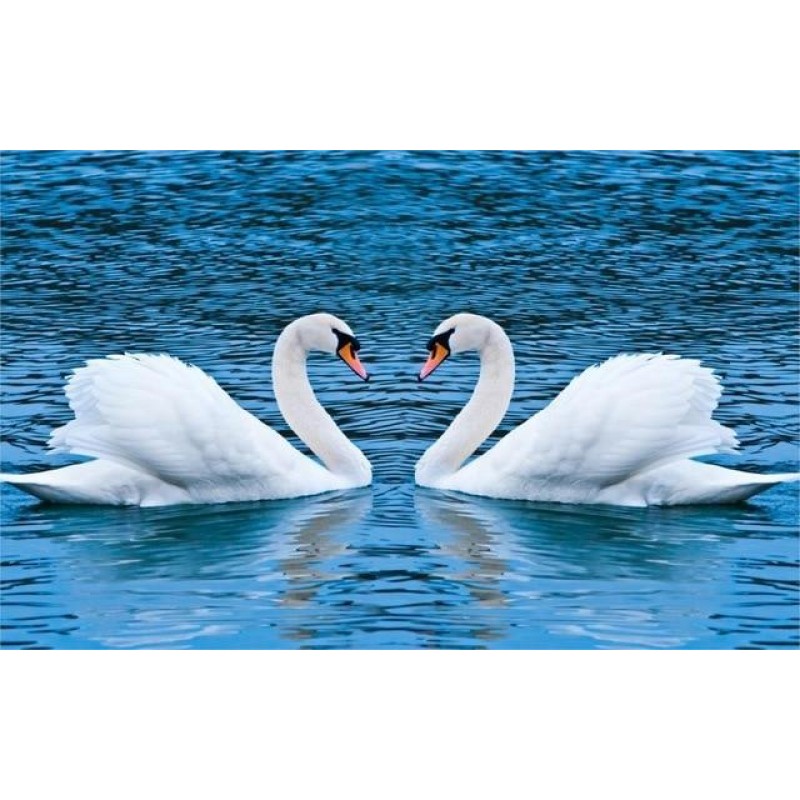 Swans in Heart Shape...