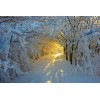 Snowy Forest & Light of Sun