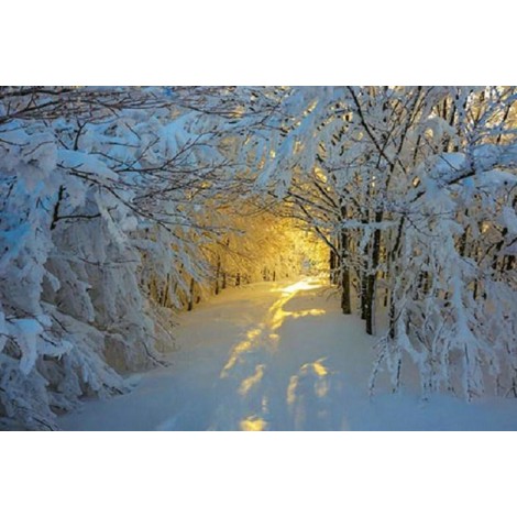 Snowy Forest & Light of Sun
