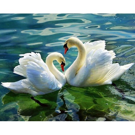 Stunning Swans in the Lake