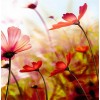Gorgeous Flowers - Diamond Art Painting Kits