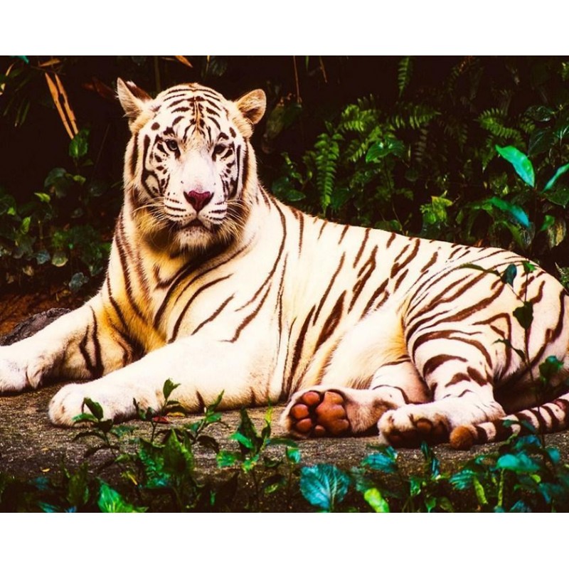 Stunning White Tiger...