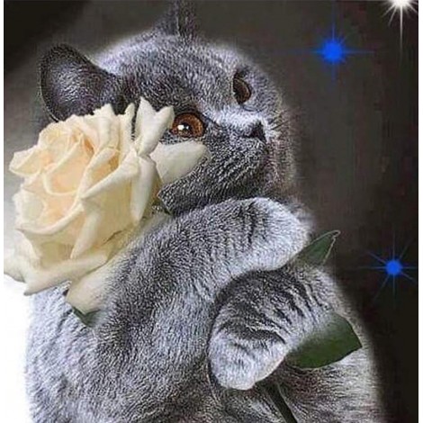 Beautiful White & Black Cat