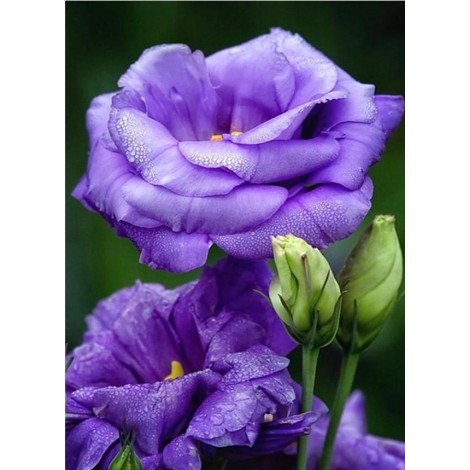 Romantic Rose Painting Kits