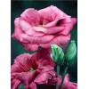 Romantic Rose Painting Kits