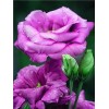 Romantic Rose Painting Kits