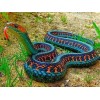 California Garter Snake - Diamond Art