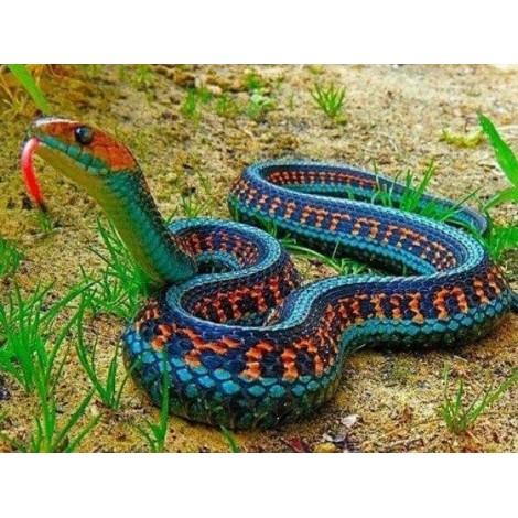 California Garter Snake - Diamond Art
