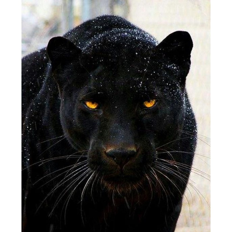 Black Panther Diamon...