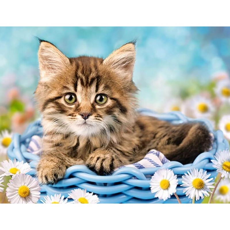 White Daisies & Cat ...