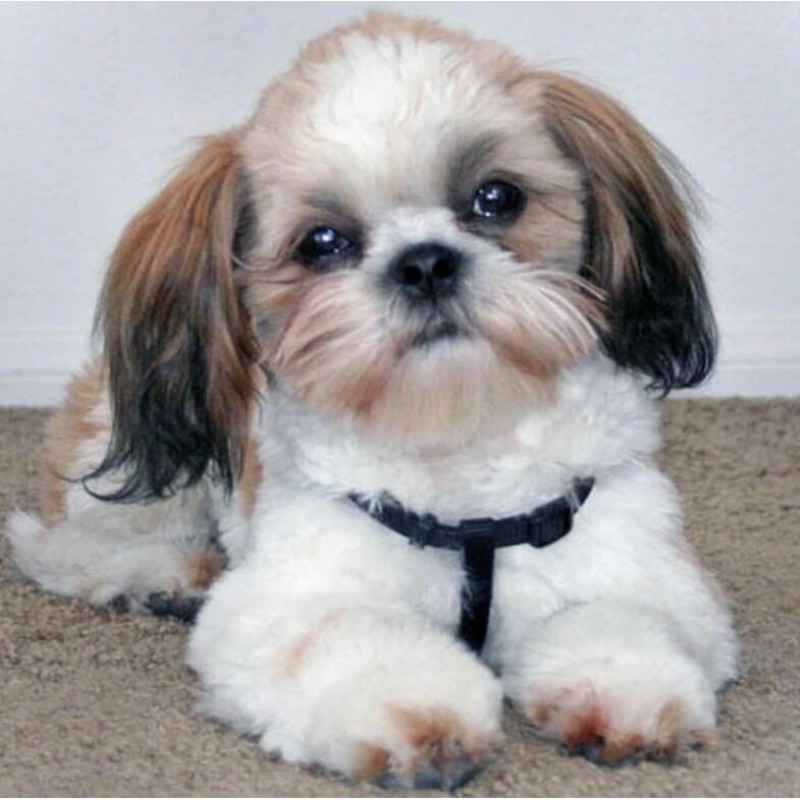 Sweet Puppy Diamond ...