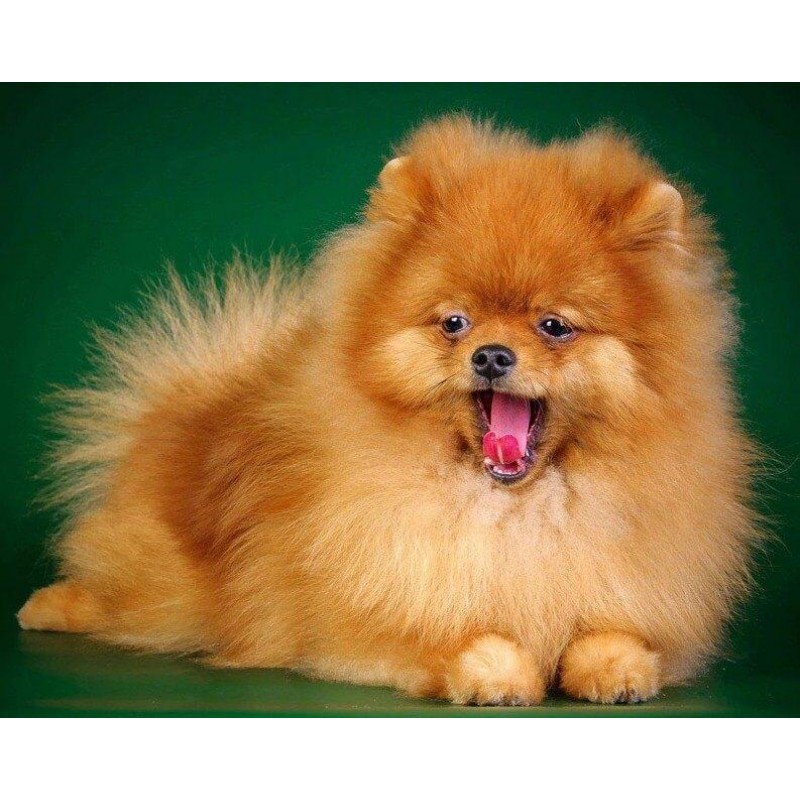 Yawning Puppy Diamon...