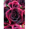 Beautiful Red Roses Diamond Painting Kit